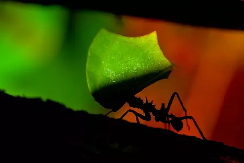 Hormiga Podadora