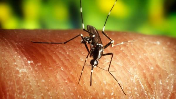 Recomendaciones del ministerio de salud contra el mosquito