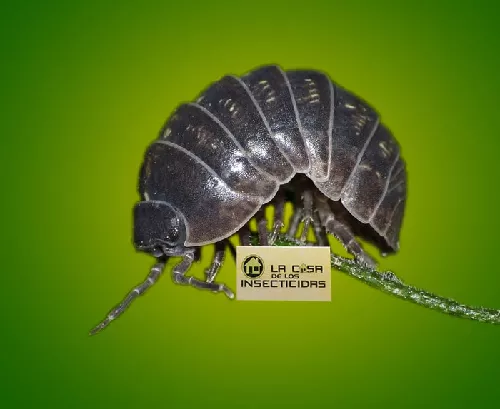 Bicho        Bolita 