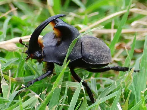 Bicho Torito