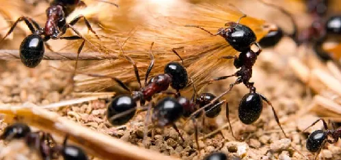 Hormigas