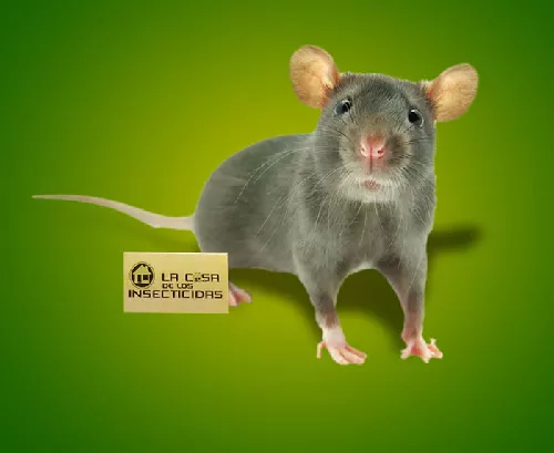 Rat&oacute;n Casero